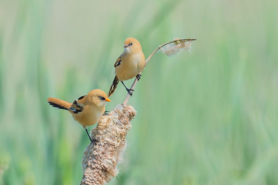 welke vogel is dit ?